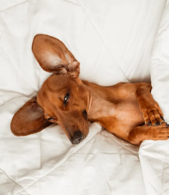 perro-descansando2